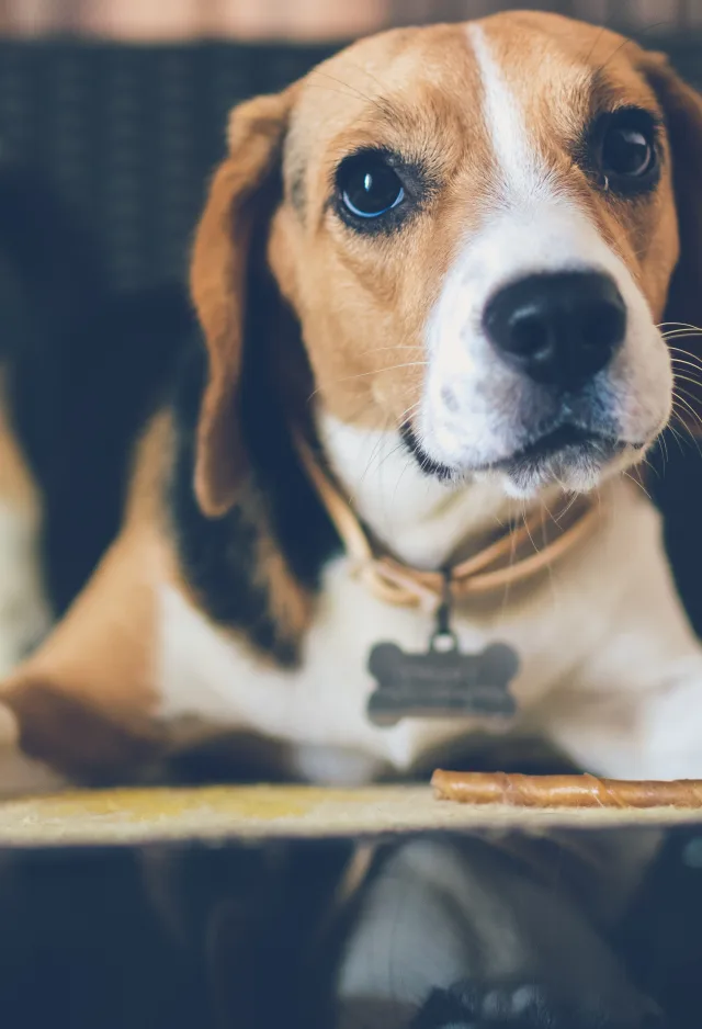 A beagle sitting on the floor with a treat staring into the camera